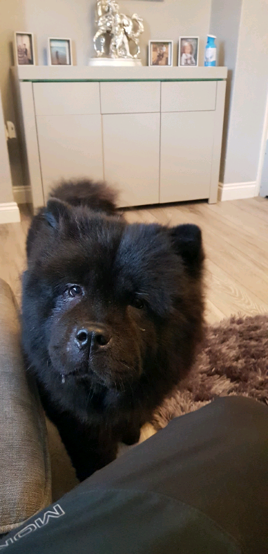 chow chow gumtree